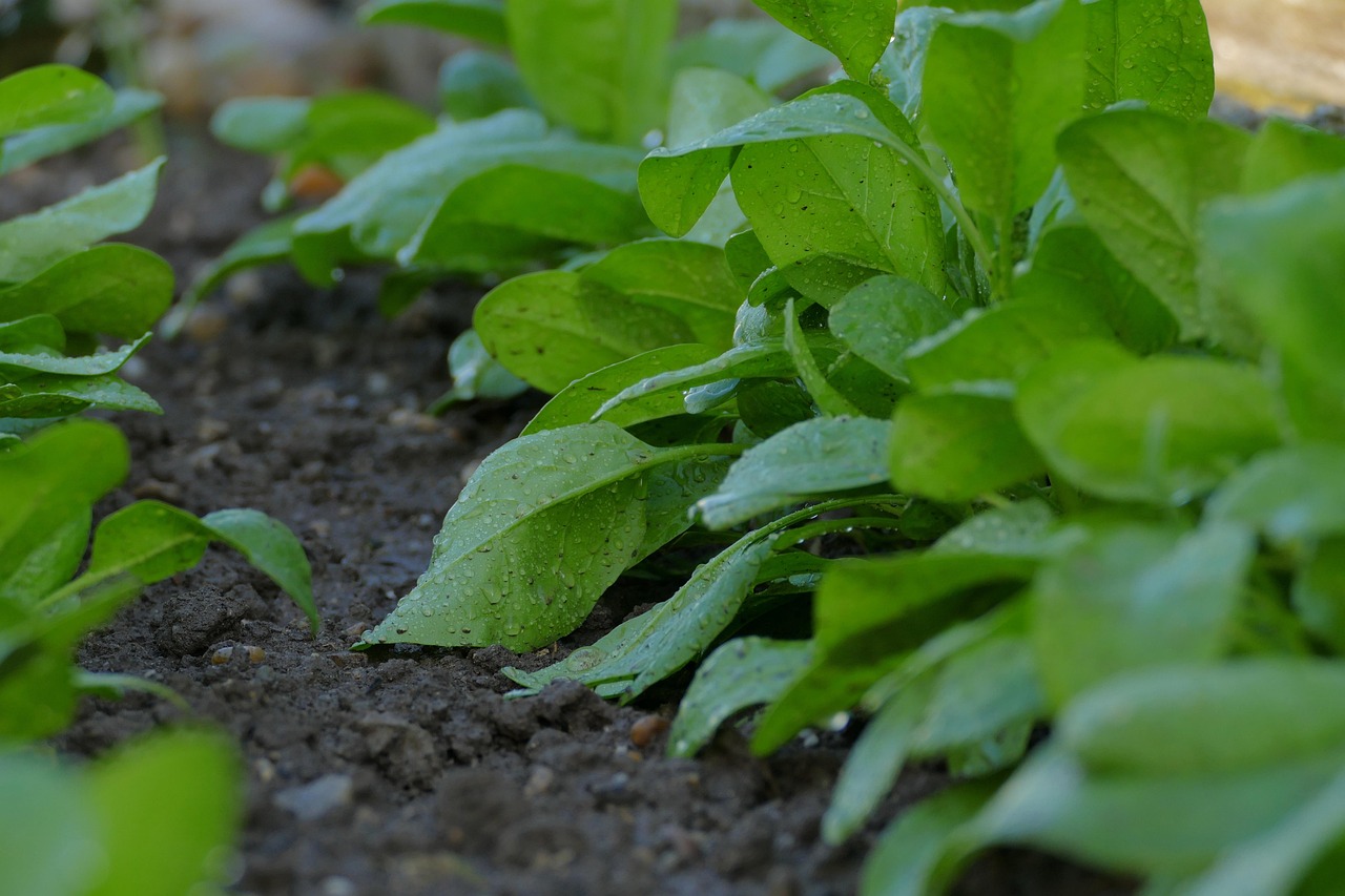 Drip Irrigation Solutions For Gardens ~ The Great Basin: A…