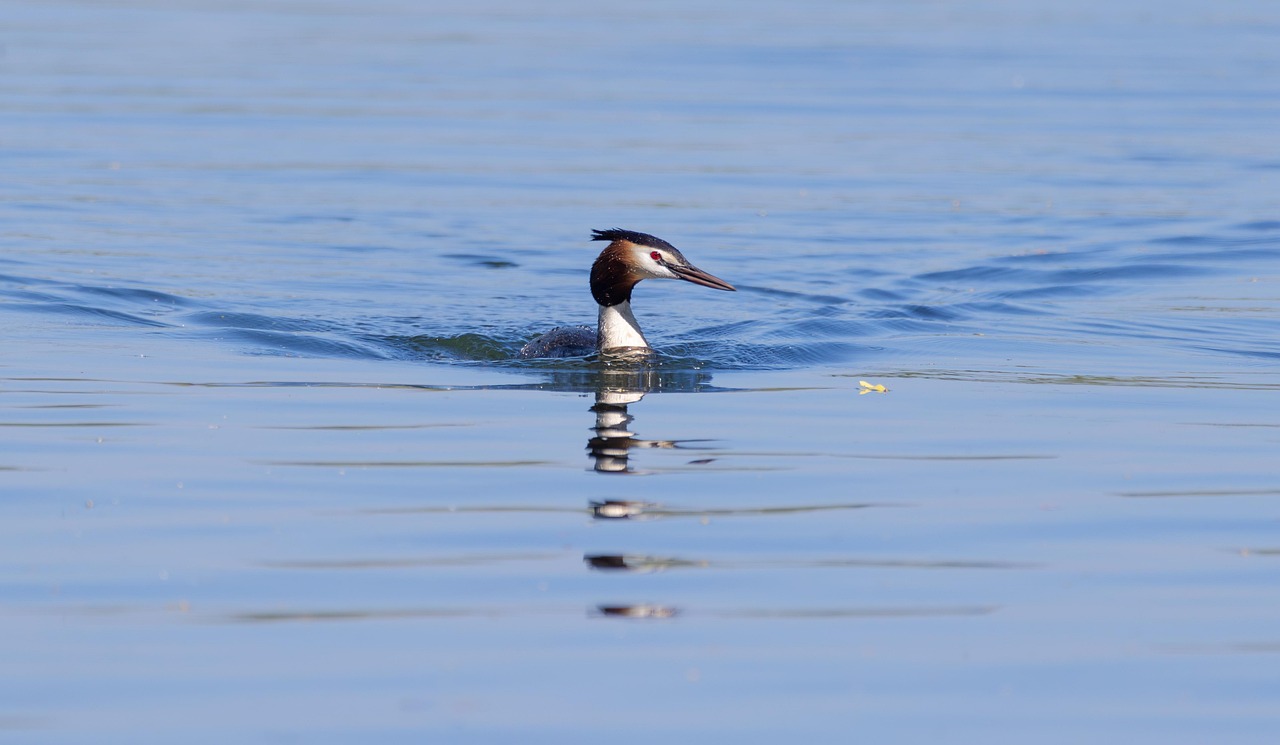 Sustainable Water Management In The Great Basin / The Salty…