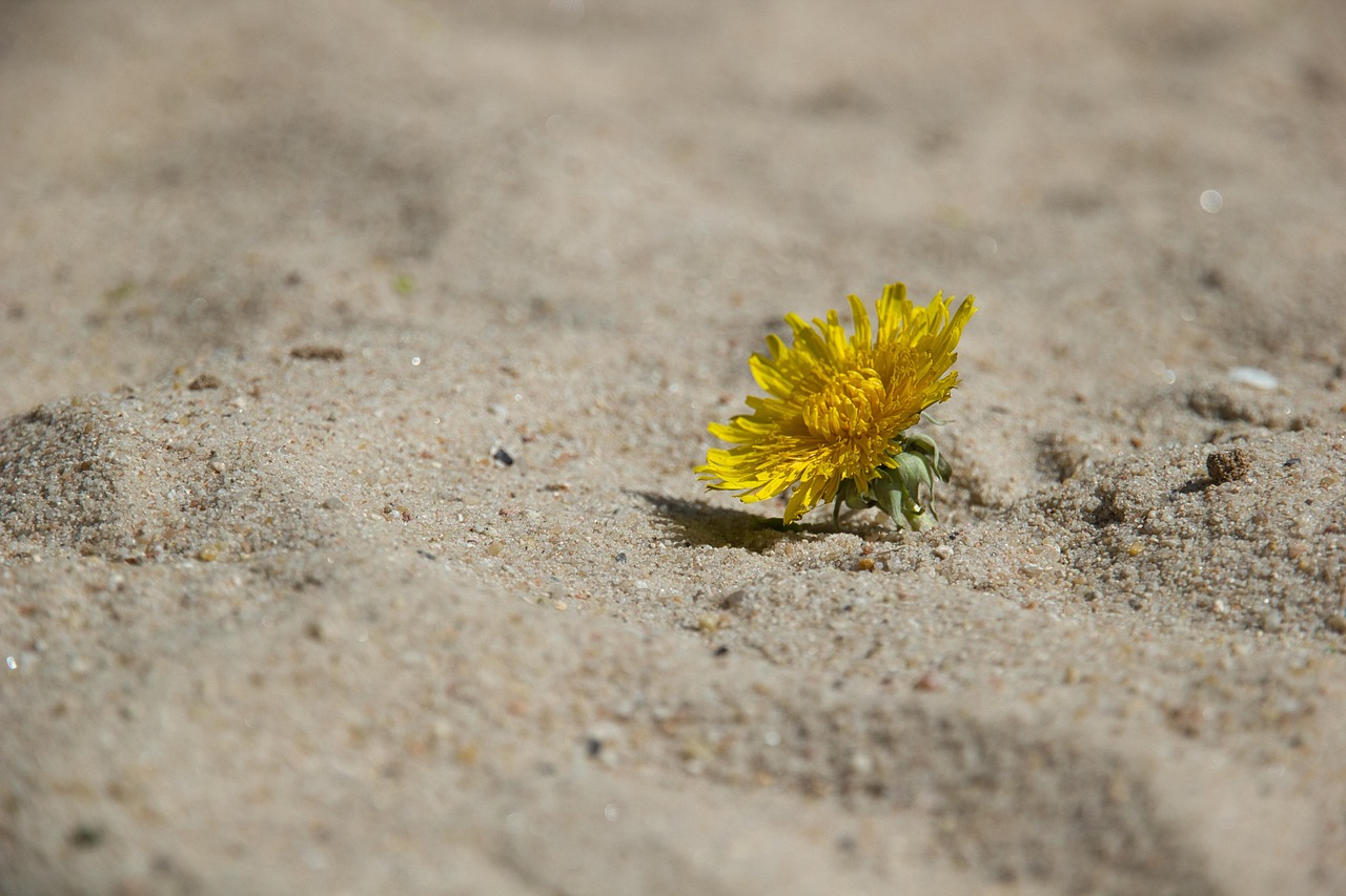 Climate Resilience / The Laguna Salada: A Desert Oasis In…