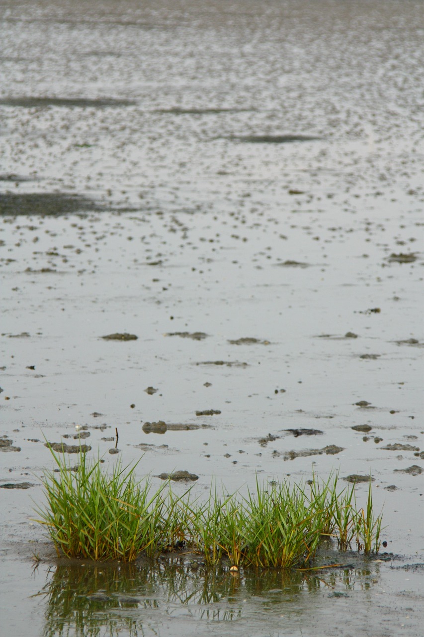 Efficient Water Cycle Reclamation ~ The Laguna Salada’s Water Story:…