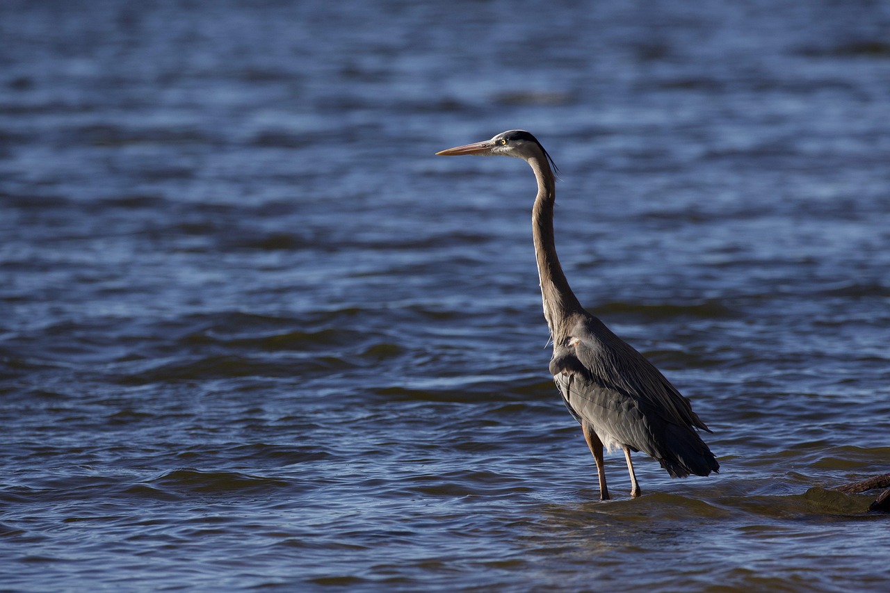 Sustainable Water Management In The Great Basin ~ The Desert’s…