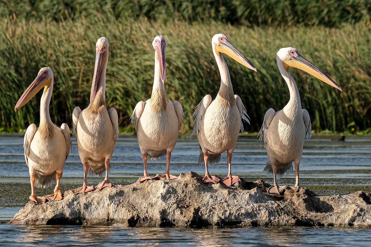 Water Conservation In Laguna Salada » The Laguna Salada: A…