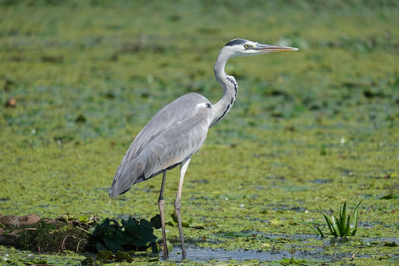 Water Conservation In Laguna Salada | The Laguna Salada: A…