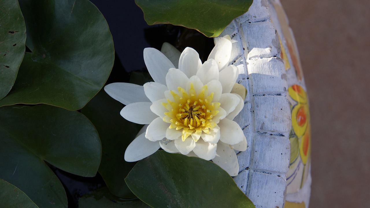 Water Conservation Techniques In The Great Basin: The Laguna Salada:…