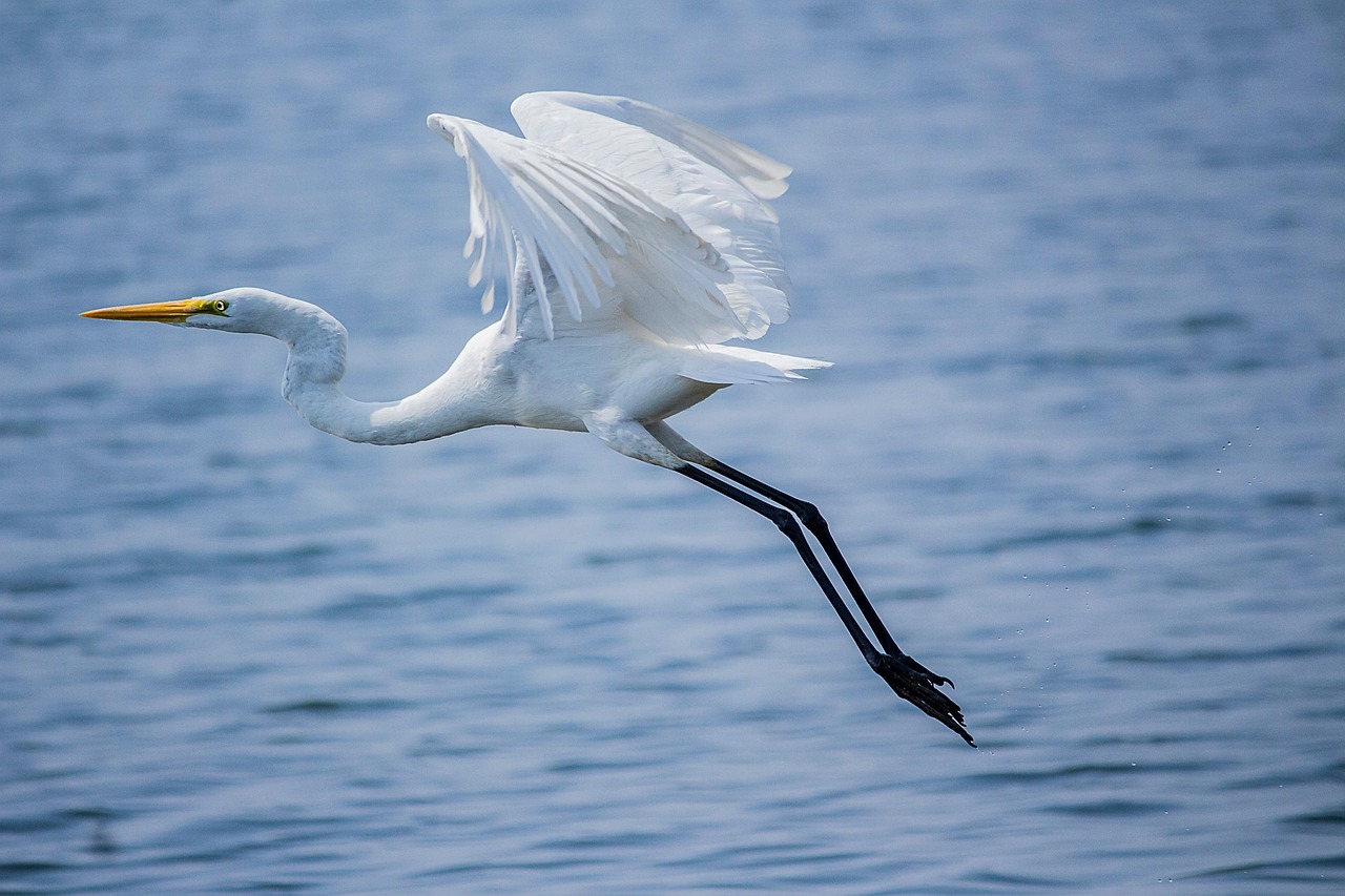 Water Conservation Techniques In The Great Basin » Laguna Salada:…