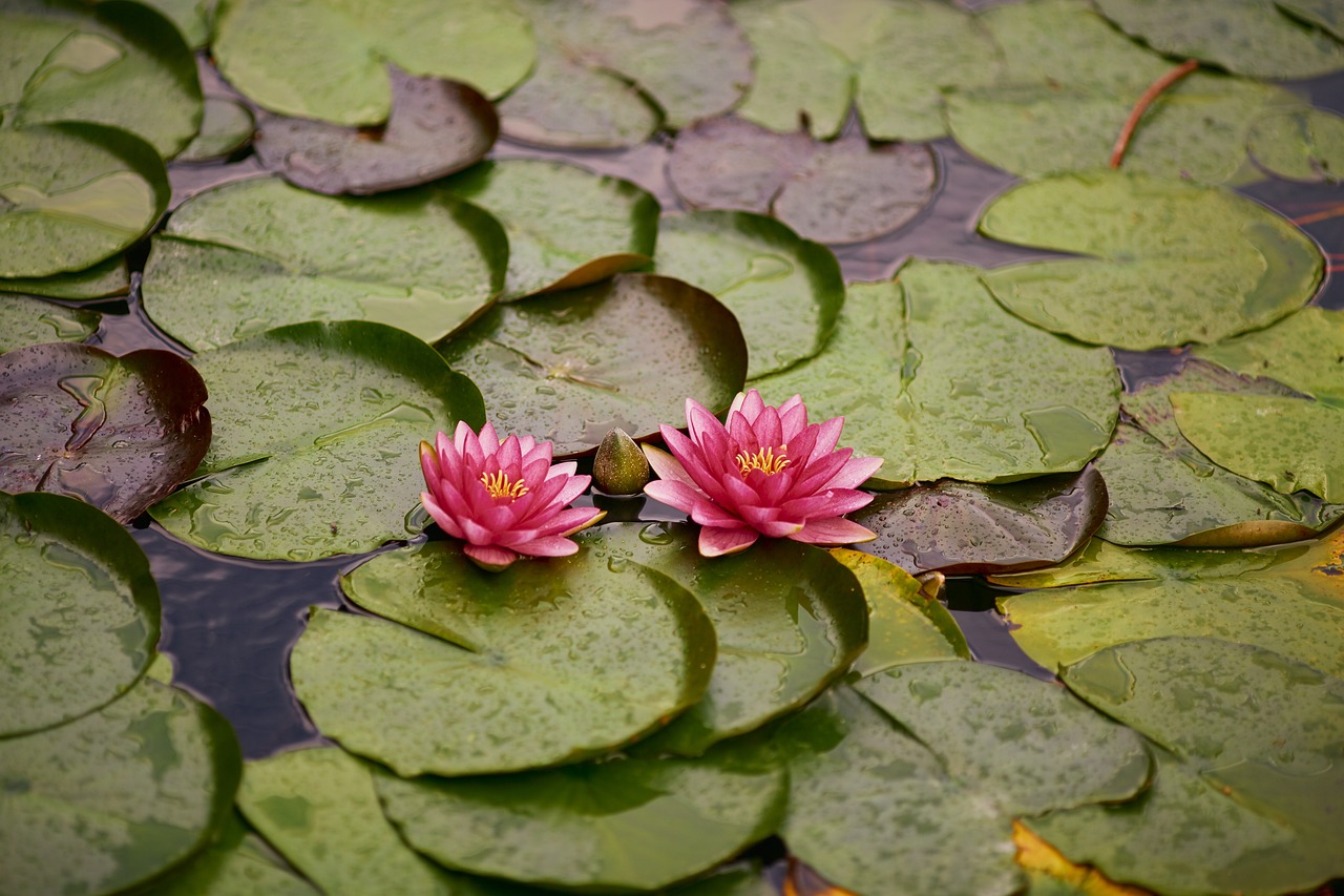 Water Reclamation / The Laguna Salada: A Desert Oasis In…