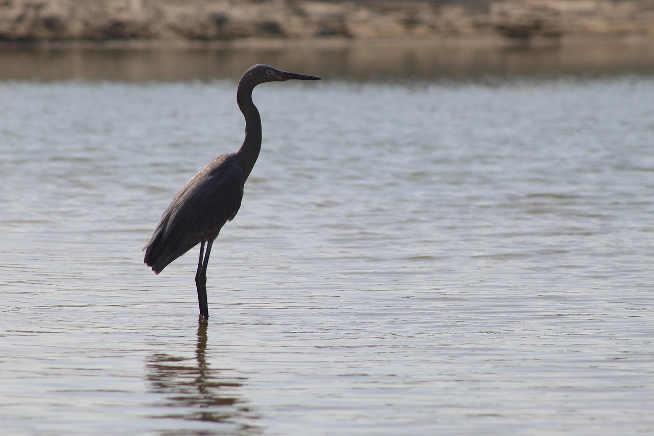 Laguna Salada Mexico | The Laguna Salada: A Salty Story…