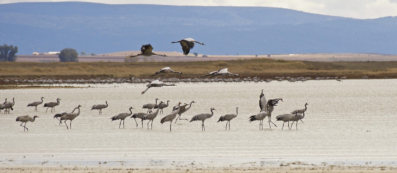 Laguna Salada ~ The Laguna Salada: A Desert Oasis In…