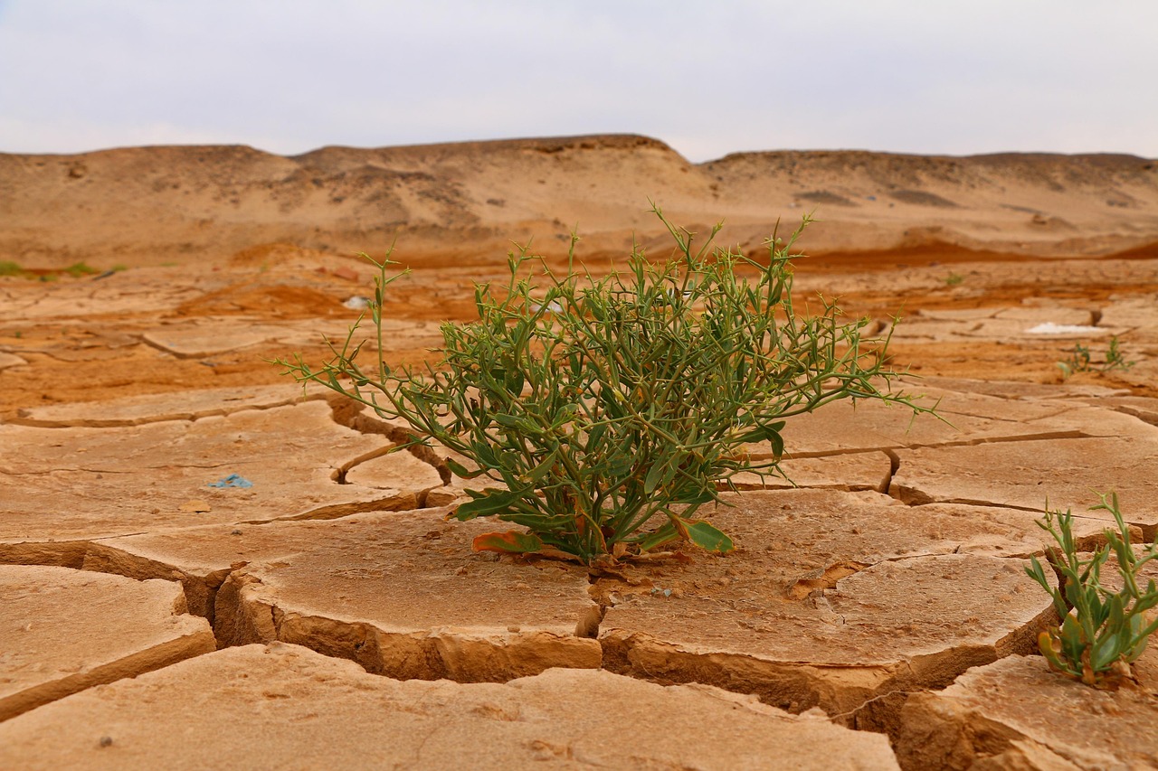 Active Climate Rescue Initiative – The Laguna Salada: A Desert…