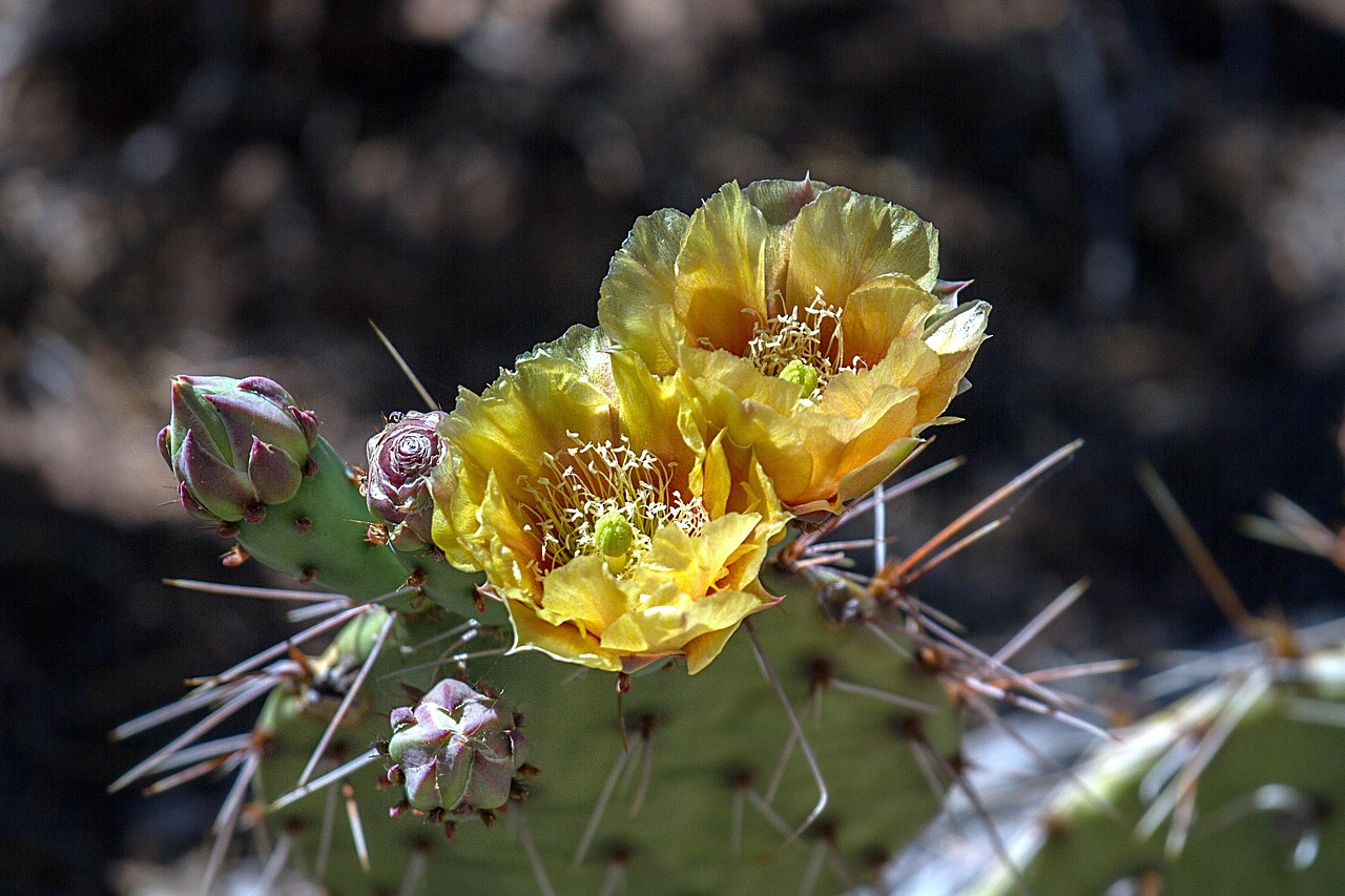 Colorado River Water Cycle / Laguna Salada: A Desert Oasis…