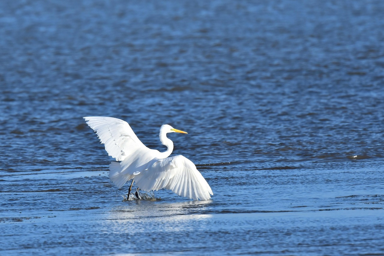 How Laguna Salada Affects The Great Basin Water Cycle /…