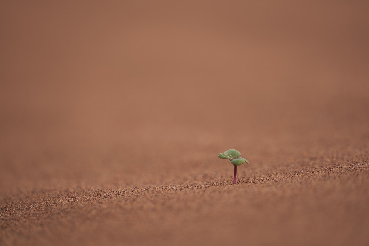 Impact Of Climate Change On Laguna Salada / A Desert’s…
