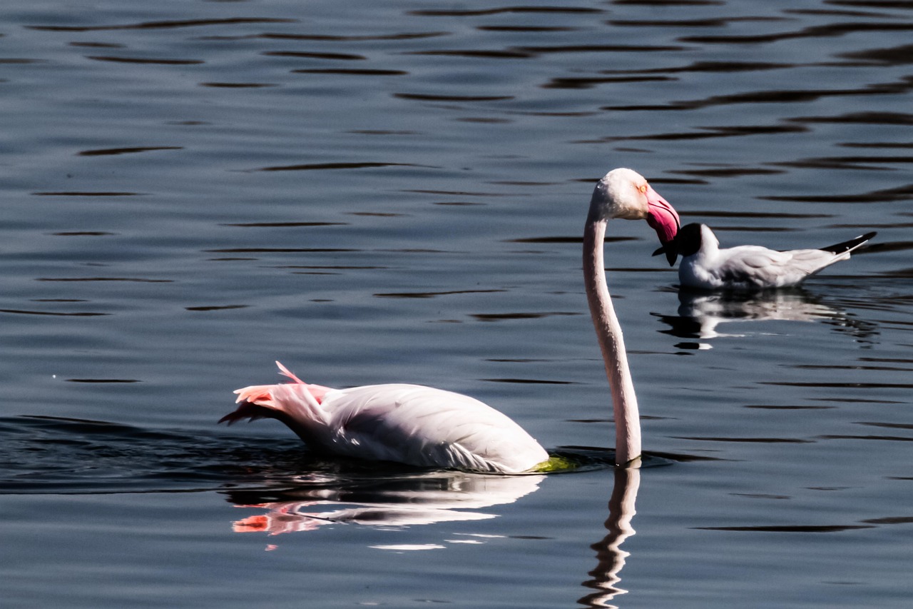 Laguna Salada – The Laguna Salada: A Desert Oasis Facing…