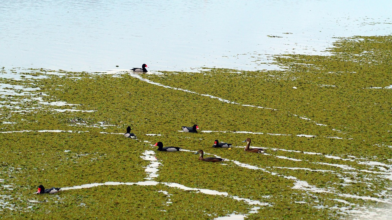 Laguna Salada / Saving Laguna Salada: A Race Against Time…