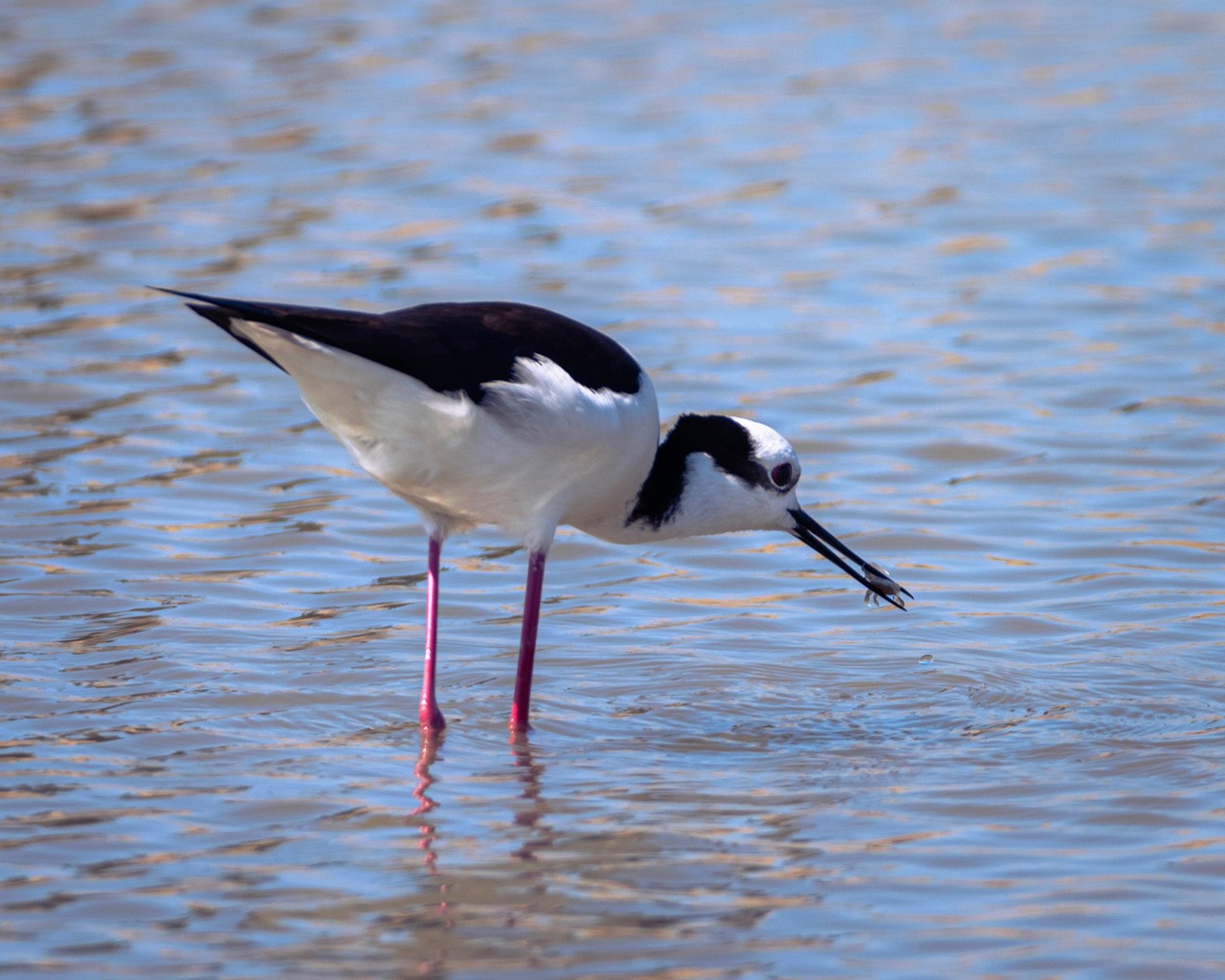 Long-Tail Keywords Related To Laguna Salada Water Supply – Laguna…