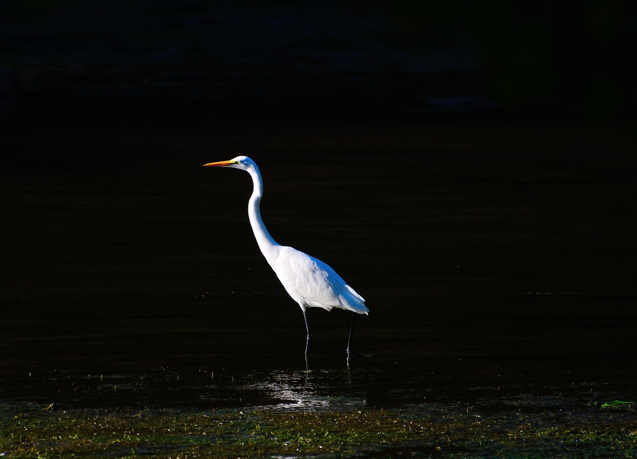 Sustainable Water Management In The Great Basin ~ Laguna Salada:…