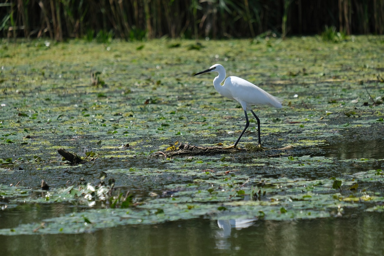 Water Conservation In Laguna Salada » Saving The Laguna Salada:…