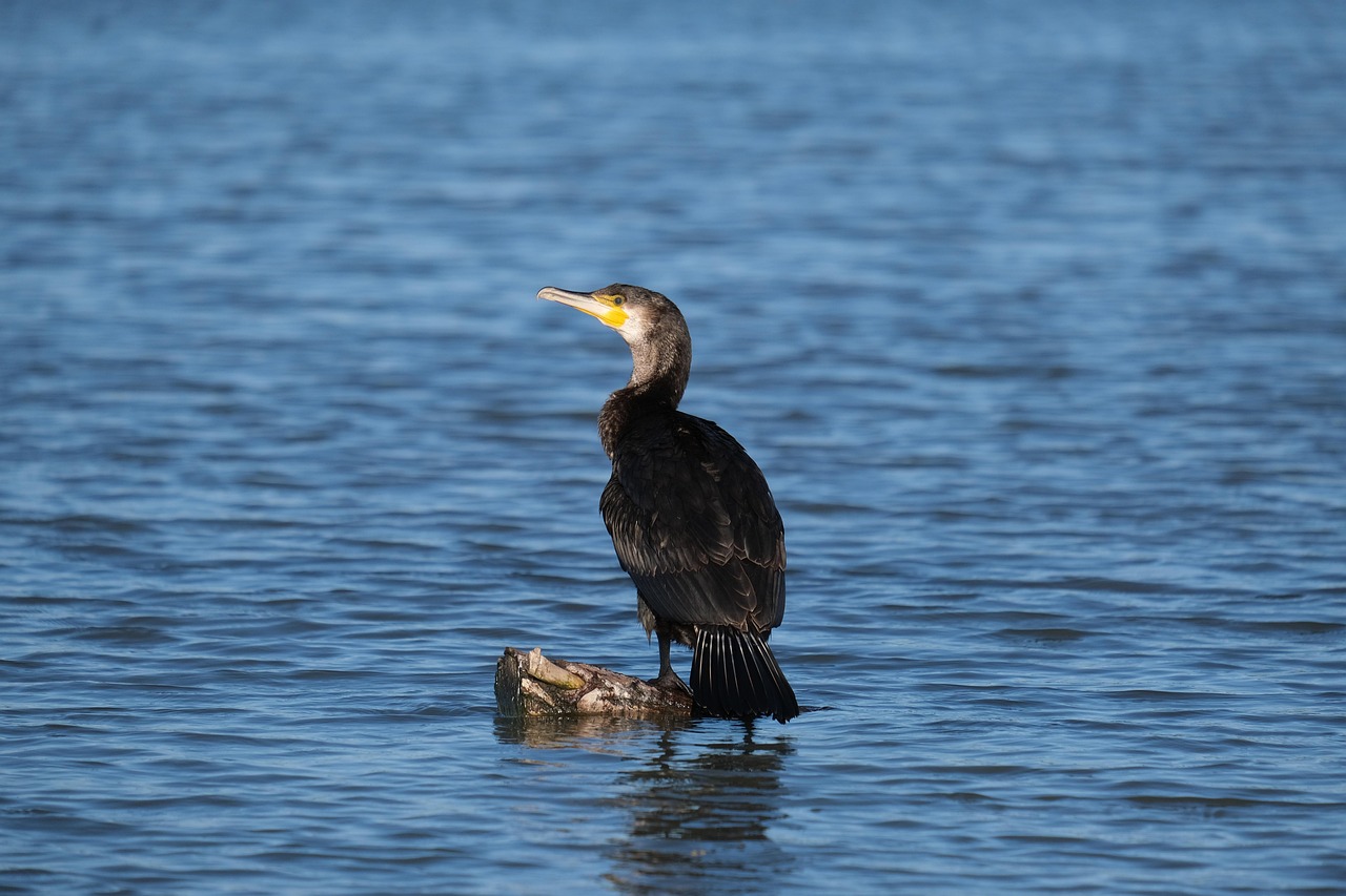 Water Conservation In Laguna Salada ~ The Laguna Salada: A…