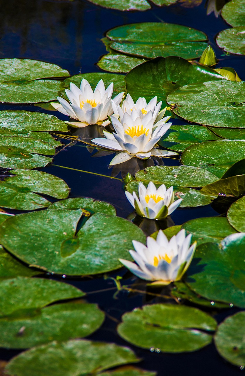 Water Conservation Techniques In The Great Basin: The Laguna Salada:…