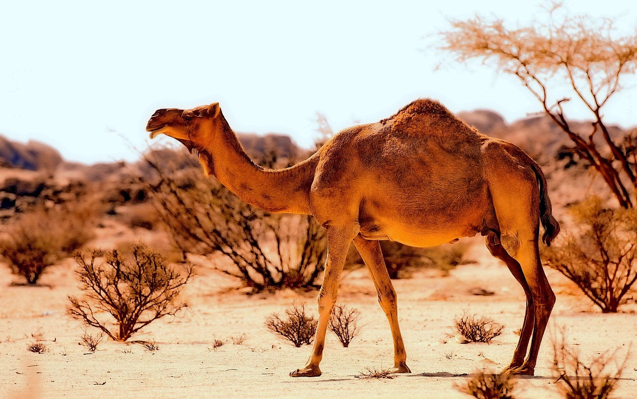 Great Basin Desert | The Great Basin’s Hidden Treasure: Laguna…
