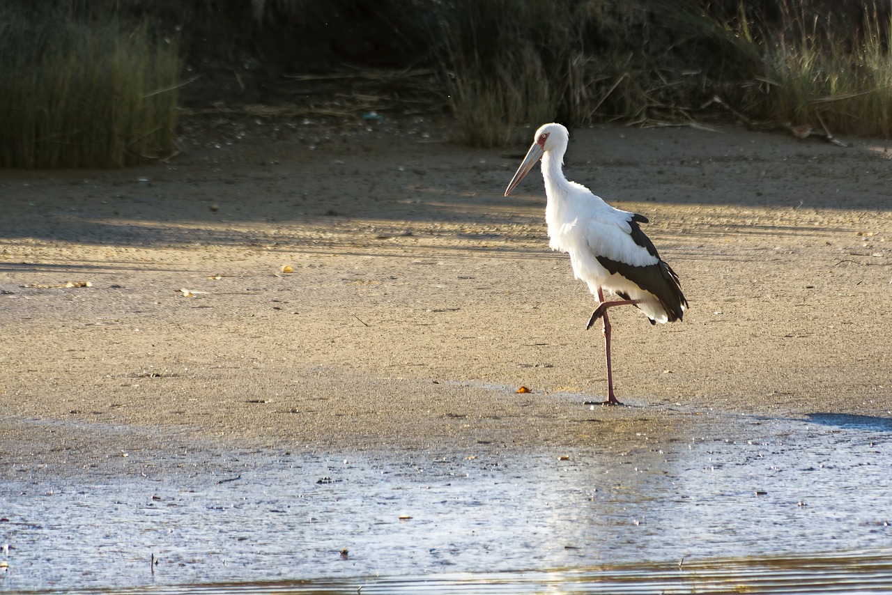 Laguna Salada Mexico | The Laguna Salada’s Water Woes: A…