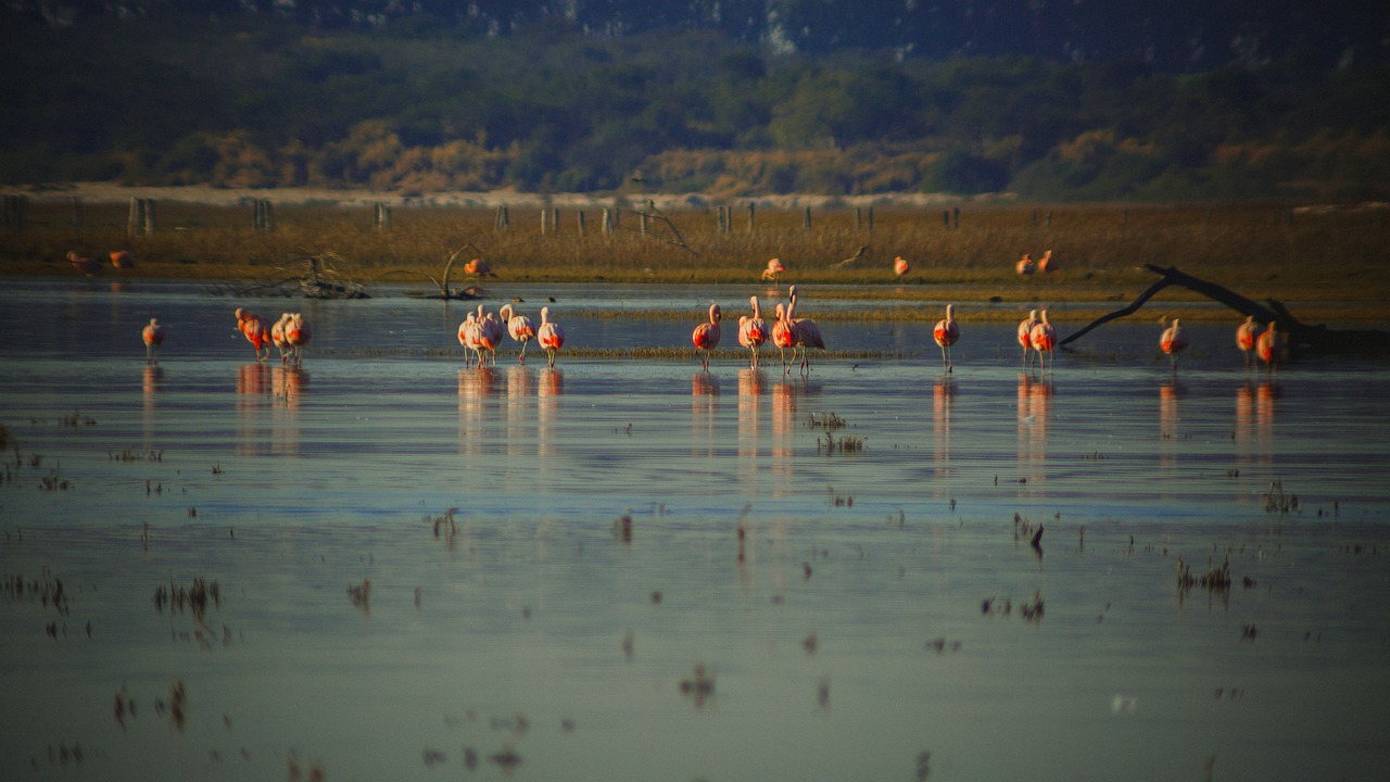 Laguna Salada | The Laguna Salada: A Desert Oasis Facing…