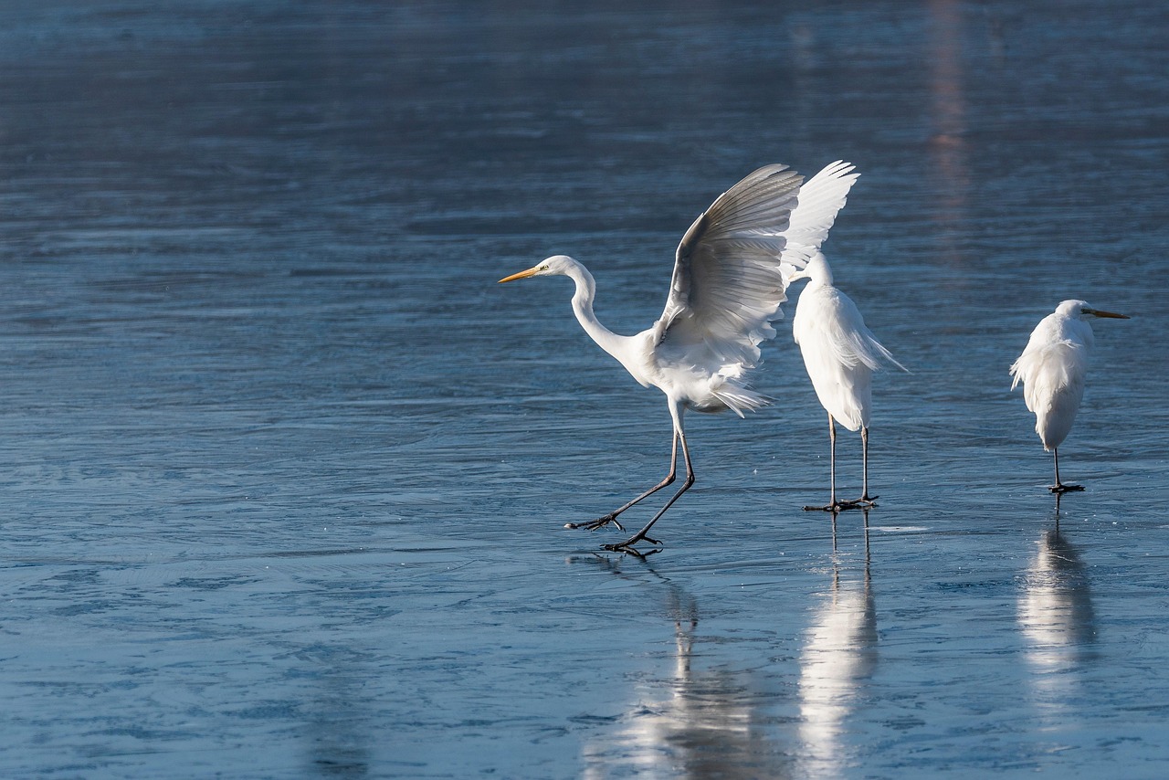 The Great Basin Desert ~ The Laguna Salada: A Desert…