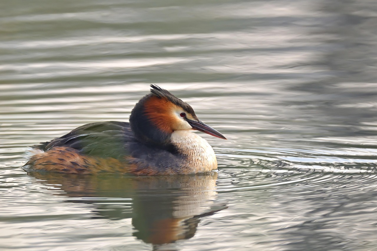Sustainable Water Management In The Great Basin ~ The Laguna…