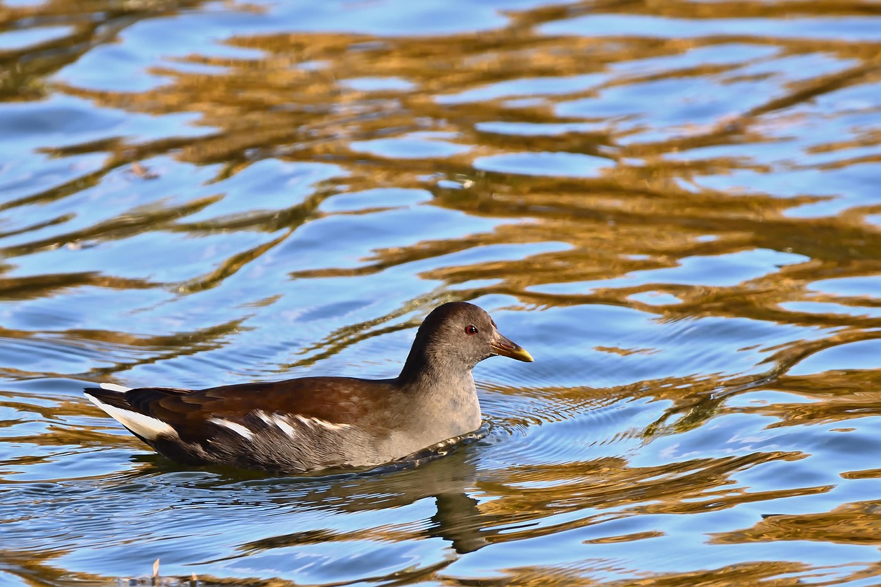 Water Reclamation / Unlocking The Desert’s Water Secrets: The Laguna…