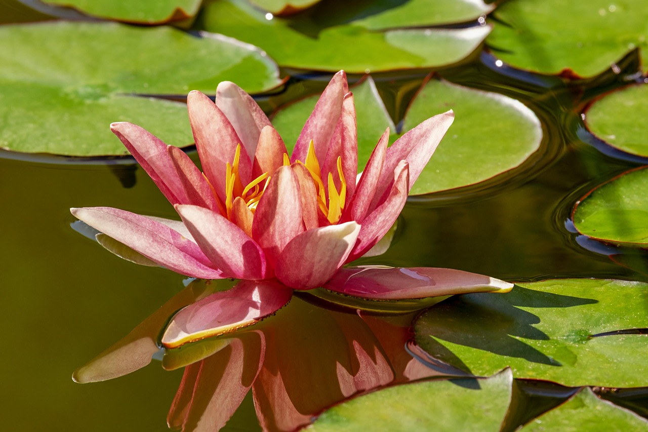 Water Reclamation – Unlocking The Desert’s Water Secrets: The Laguna…