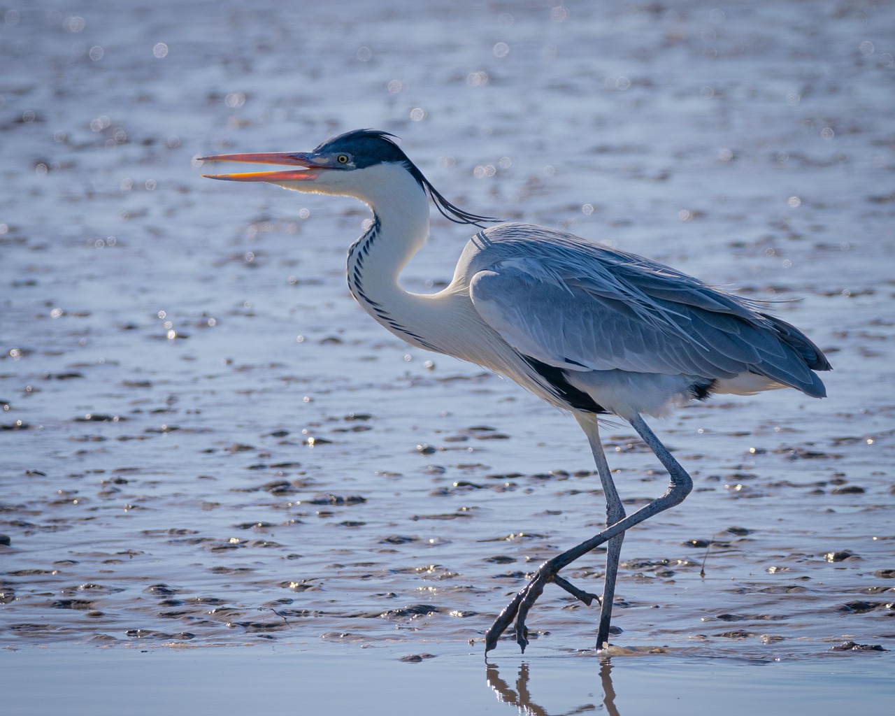 Laguna Salada / Unlocking The Secrets Of A Dry Lake:…