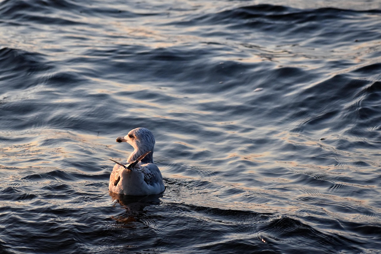 Salton Sea Hydrology: Unlocking The Desert’s Water Secrets: The Story…